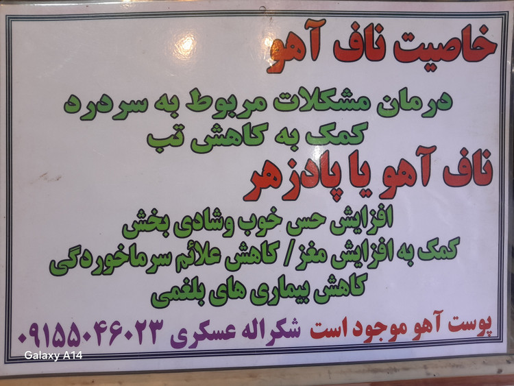 ناف آهو یا همان مشک خوتن